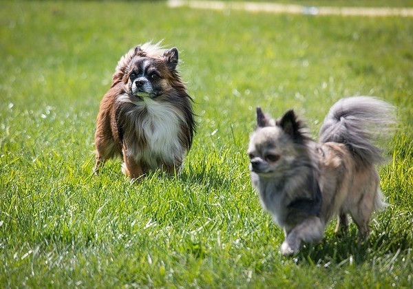 chihuahua blue merle