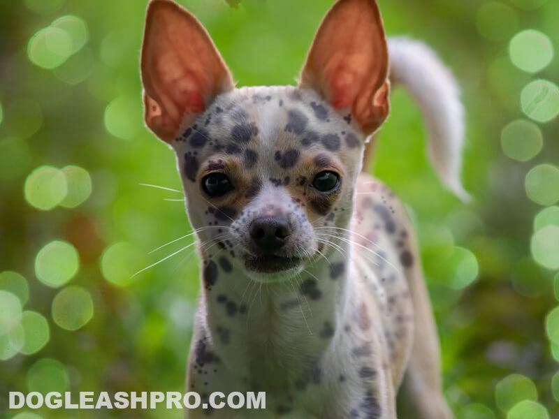 Blue Merle Chihuahua