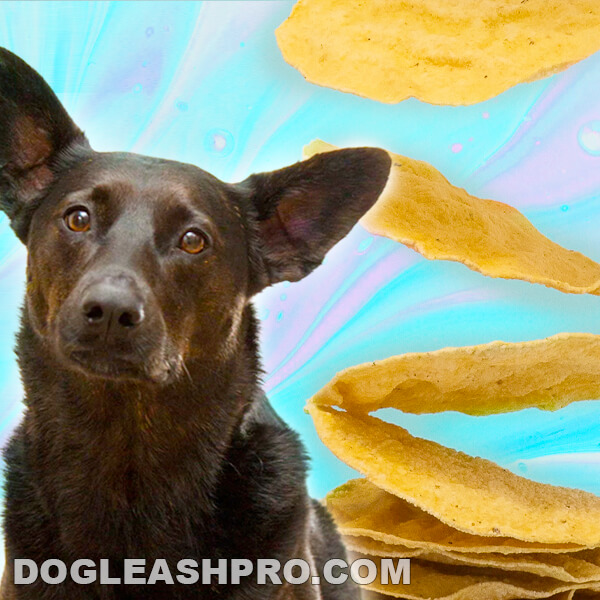 Can Dogs Eat Mexican Food