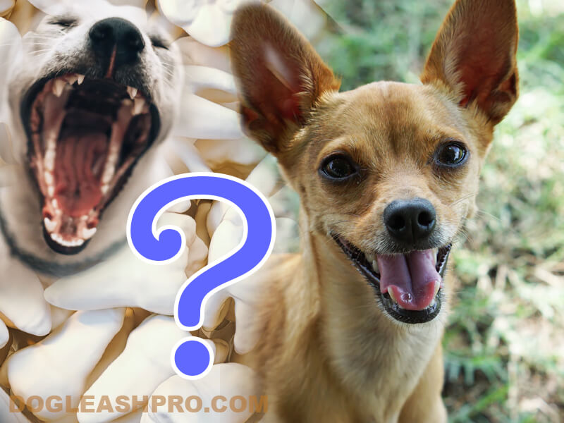 how long do chihuahuas teeth