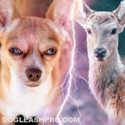 Deer Head Chihuahua: Complete Guide - Dog Leash Pro
