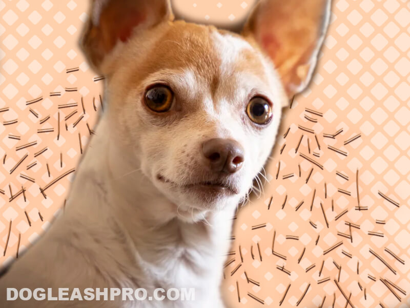 Do Chihuahuas Shed