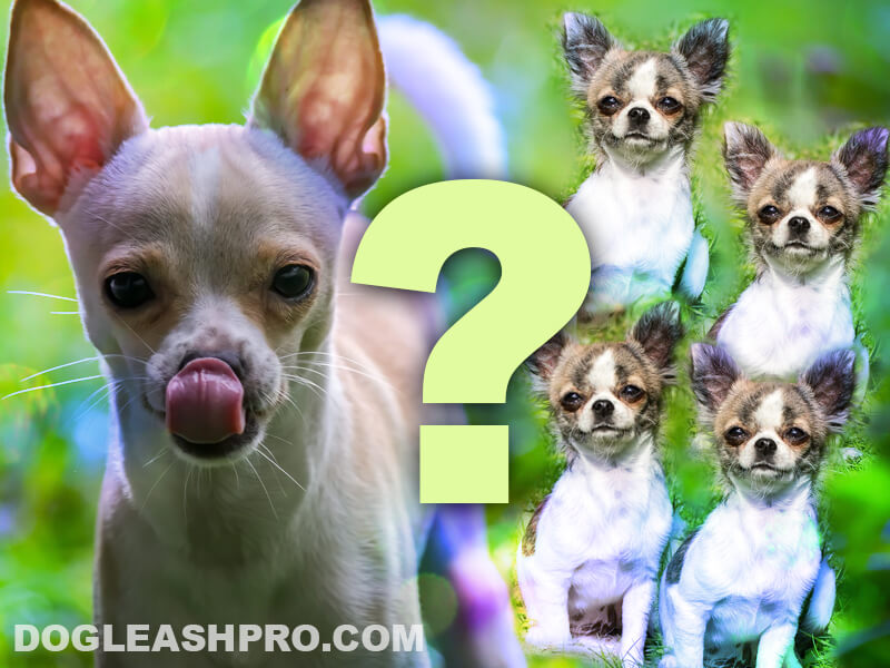 How Many Puppies Can A Chihuahua Have? - Dog Leash Pro