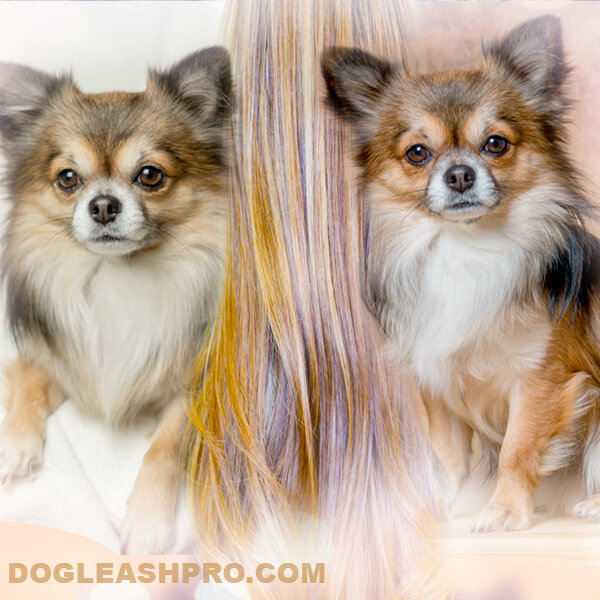 Long Haired Chihuahua: Complete Guide - Dog Leash Pro