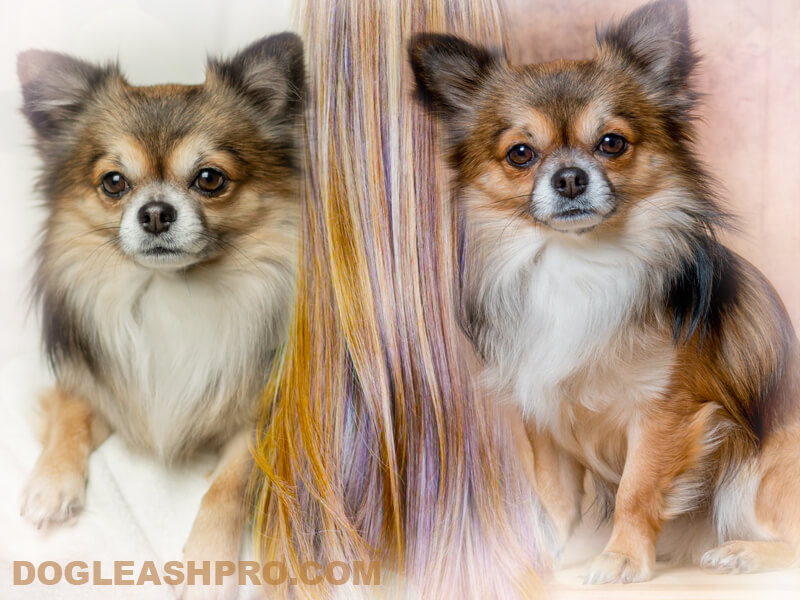 Long Haired Chihuahua: Complete Guide - Dog Leash Pro