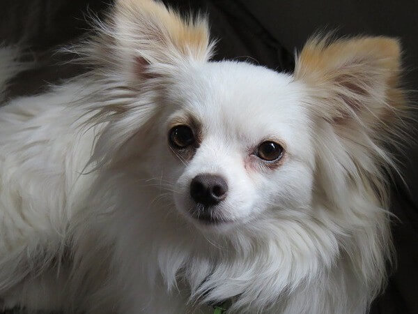 long-haired chihuahua