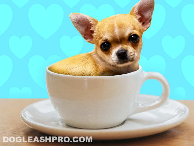 do teacup chihuahuas live long