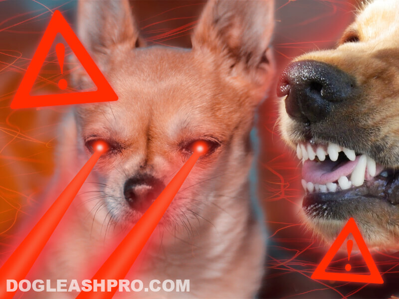 Why Are Chihuahuas So Aggressive 7 Shocking Reasons Dog Leash Pro