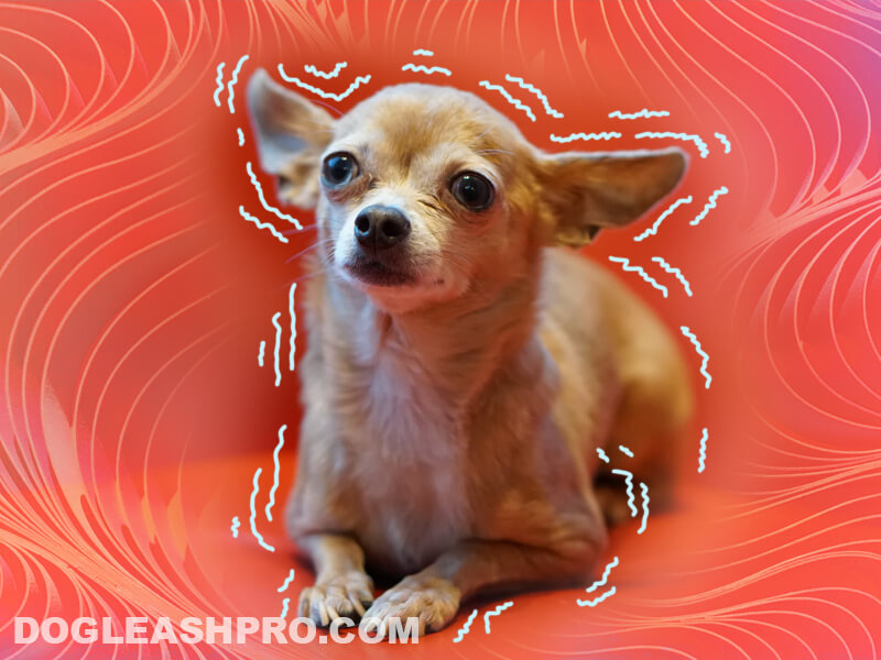 are chihuahuas good for anxiety