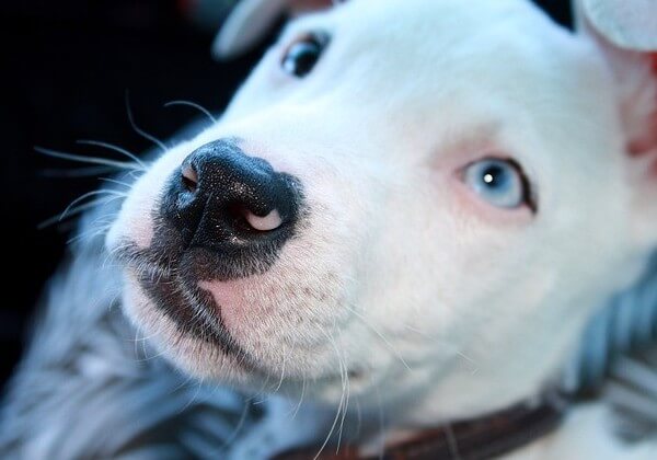 white pitbull dog