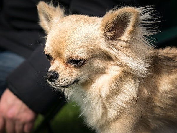 baby applehead chihuahua