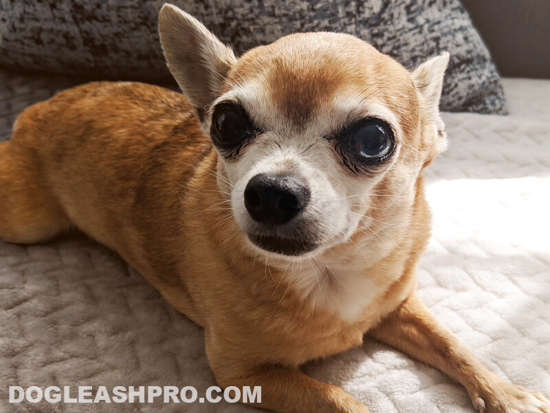 Apple Head Chihuahua: Complete Guide - Dog Leash Pro