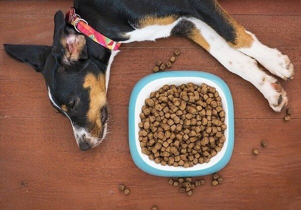 coprophagia treatment