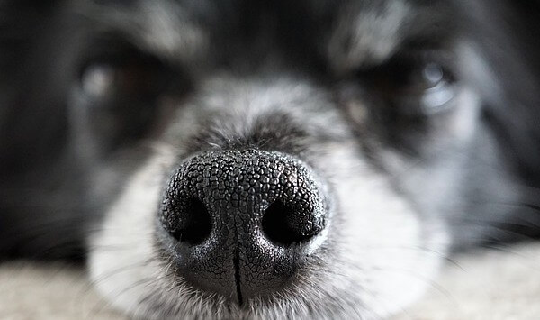 Blue Merle Chihuahua