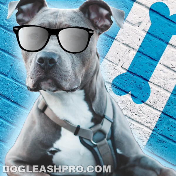 Blue Nose Pitbull: Complete Guide - Dog Leash Pro