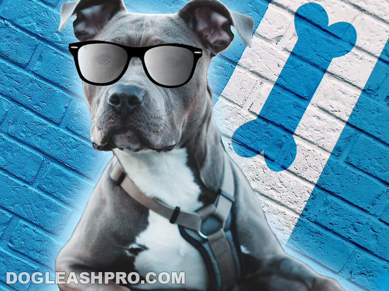 Blue Nose Pitbull: Complete Guide - Dog Leash Pro