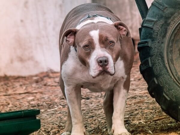 blue nose american staffordshire terrier