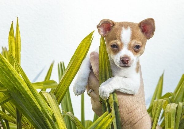 how much do chihuahuas weigh at birth