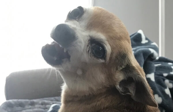 chihuahua bad teeth