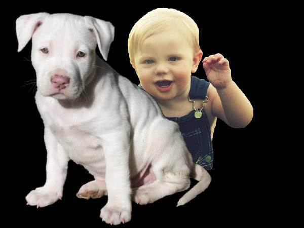 pitbulls and newborn babies