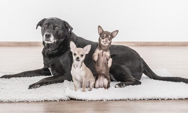 chihuahua shedding