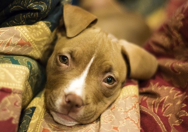 are pitbulls hypoallergenic dogs