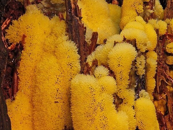 dog vomit yellow