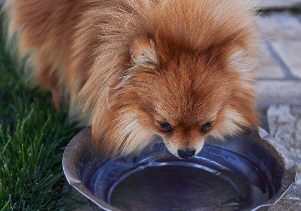 how long can a small dog go without water