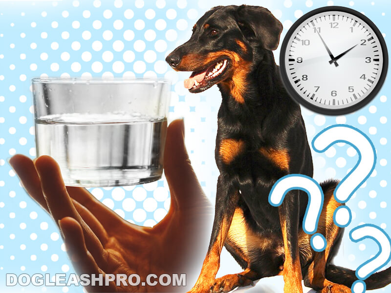 how long can a small dog go without water