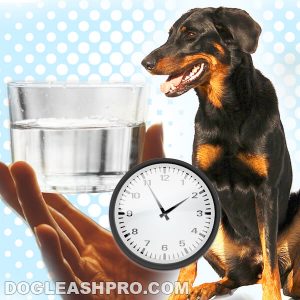 how long can a dog go without water