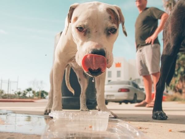 how long can a small dog go without water