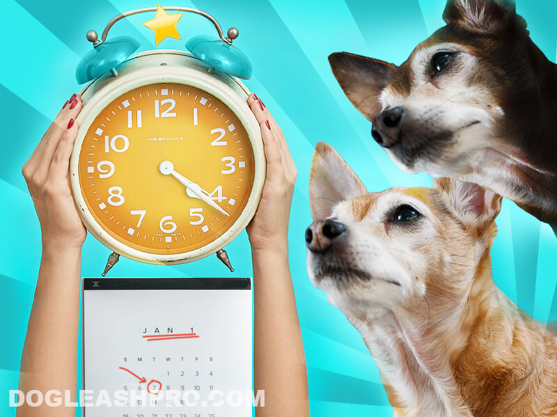 how long do chihuahuas live