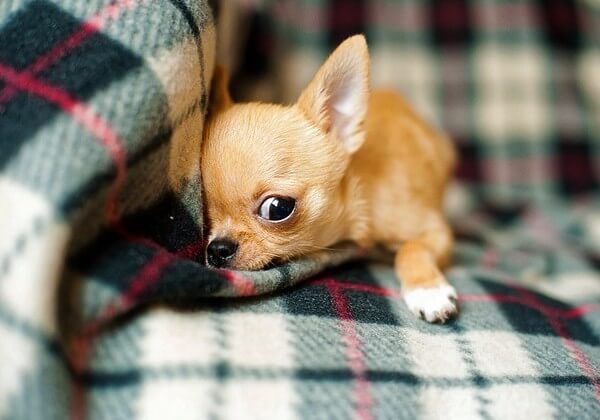 Chihuahua Potty Training: 10 Easy Steps - Dog Leash Pro