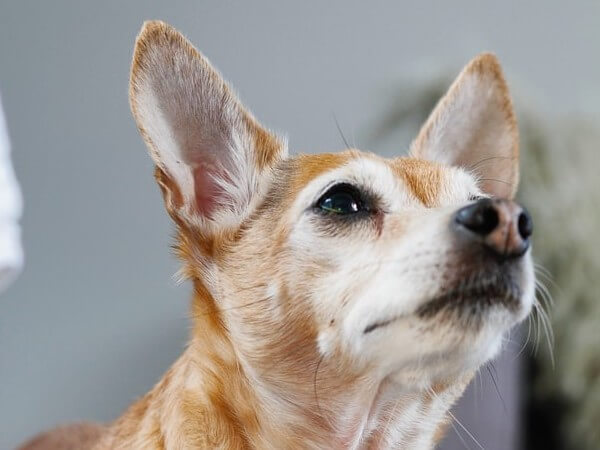 potty training chihuahua