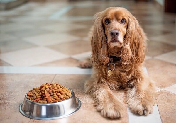 how long a dog can go without eating