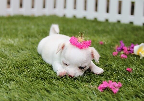 3 week old chihuahua