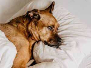 Dog Sleeps With Eyes Open: Should You Be Concerned? - Dog Leash Pro