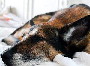 Dog Sleeps With Eyes Open: Should You Be Concerned? - Dog Leash Pro