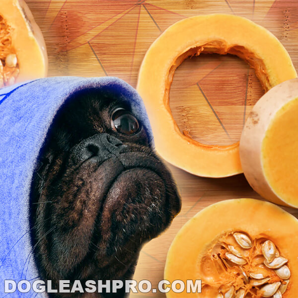 Can Dogs Eat Butternut Squash? - Dog Leash Pro