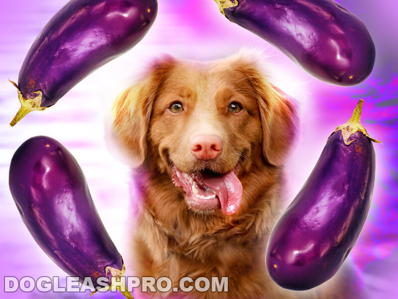 Can Dogs Eat Eggplant