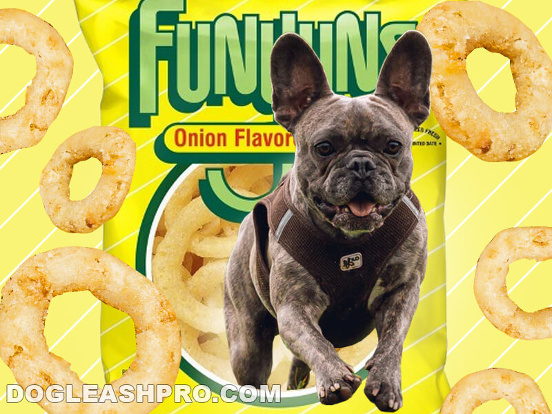 are too many onion rings bad for dogs