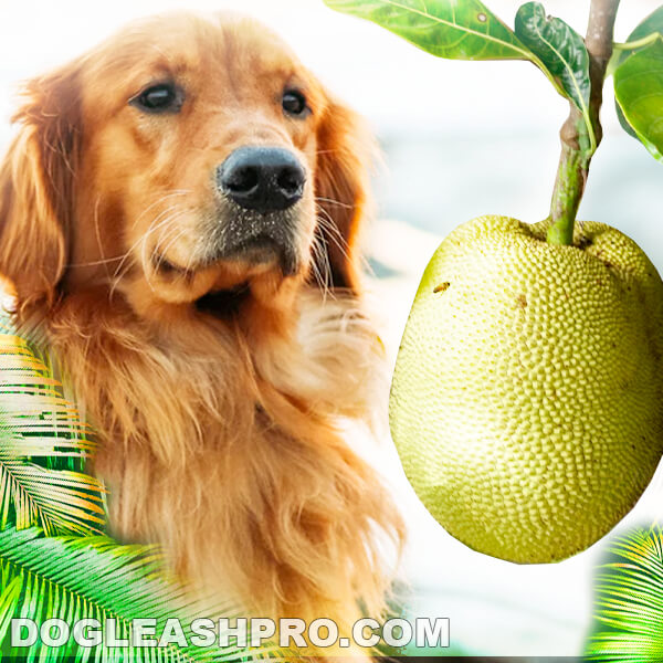 Can Dogs Eat Jackfruit? - Dog Leash Pro