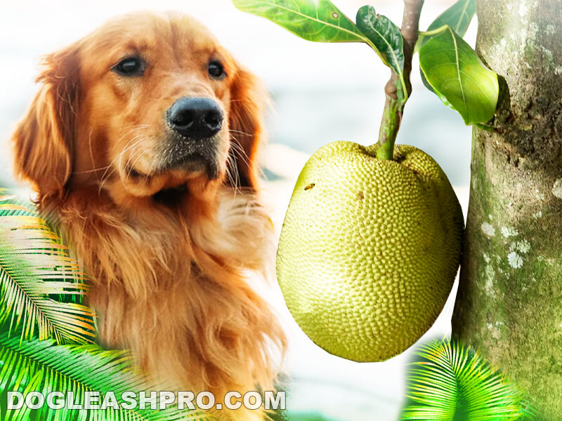 is jackfruit okay for dogs