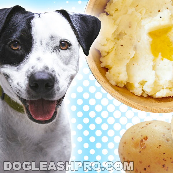 Can Dogs Eat Mashed Potatoes? - Dog Leash Pro