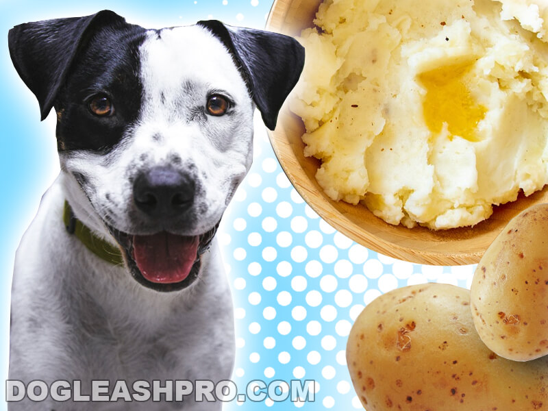 is mashed potatoes good for dogs