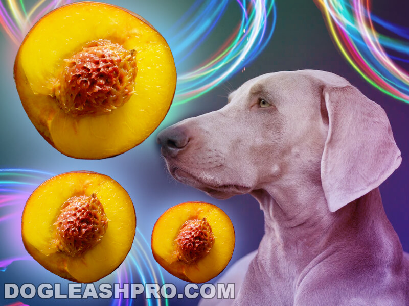 Can Dogs Eat Nectarines