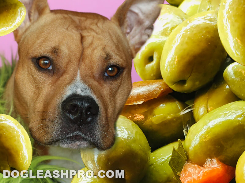 Can Dogs Eat Olives