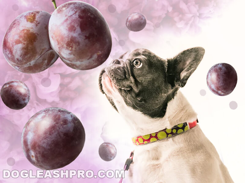 Can Dogs Eat Plums