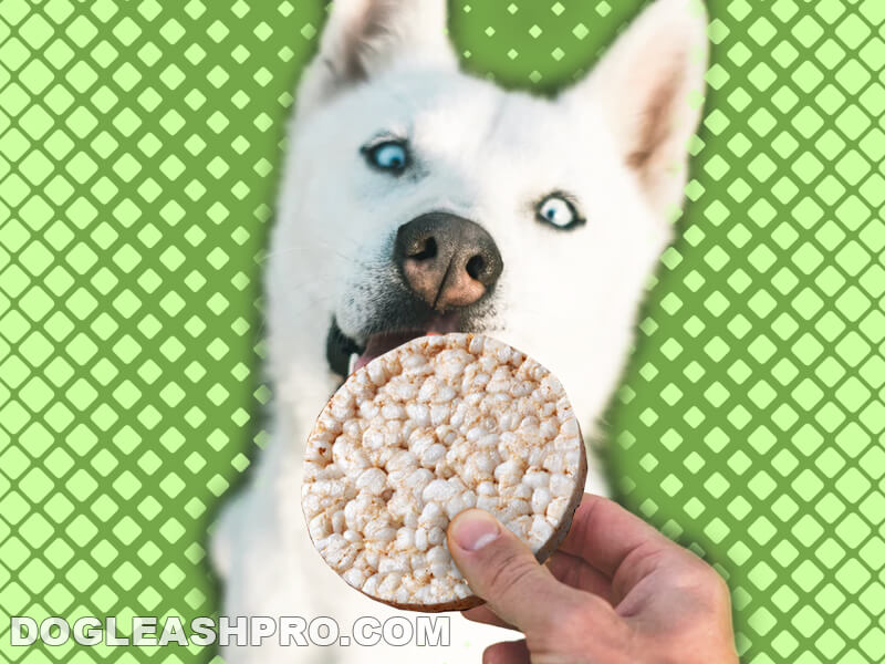 can dogs eat rice cakes