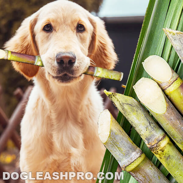 Can Dogs Eat Sugar Cane